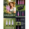 GIGALUMI 3 Pack Solar Delphinium Flowers Outdoor, 2 Modes, Multicolored(Purple)