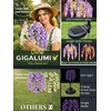 GIGALUMI 3 Pack Solar Wisteria Flowers Outdoor, 2 Modes, Multicolored(Multicolor)