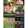 GIGALUMI 3 Pack Solar Wisteria Flowers Outdoor, 2 Modes, Multicolored(Pink)