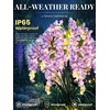 GIGALUMI 3 Pack Solar Wisteria Flowers Outdoor, 2 Modes, Multicolored(Purple)