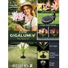 GIGALUMI Solar Garden Lights, 2 Pack LED Lily Solar Flower Lights Outdoor(1White 1Pink)