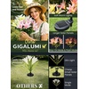 GIGALUMI Solar Garden Lights, 2 Pack LED Lily Solar Flower Lights Outdoor(2Pink 1White 1Yellow)
