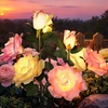 GIGALUMI Solar Outdoor Lights 9 Roses for Garden Decor, 3Pack Multi-Colored(Multicolor)